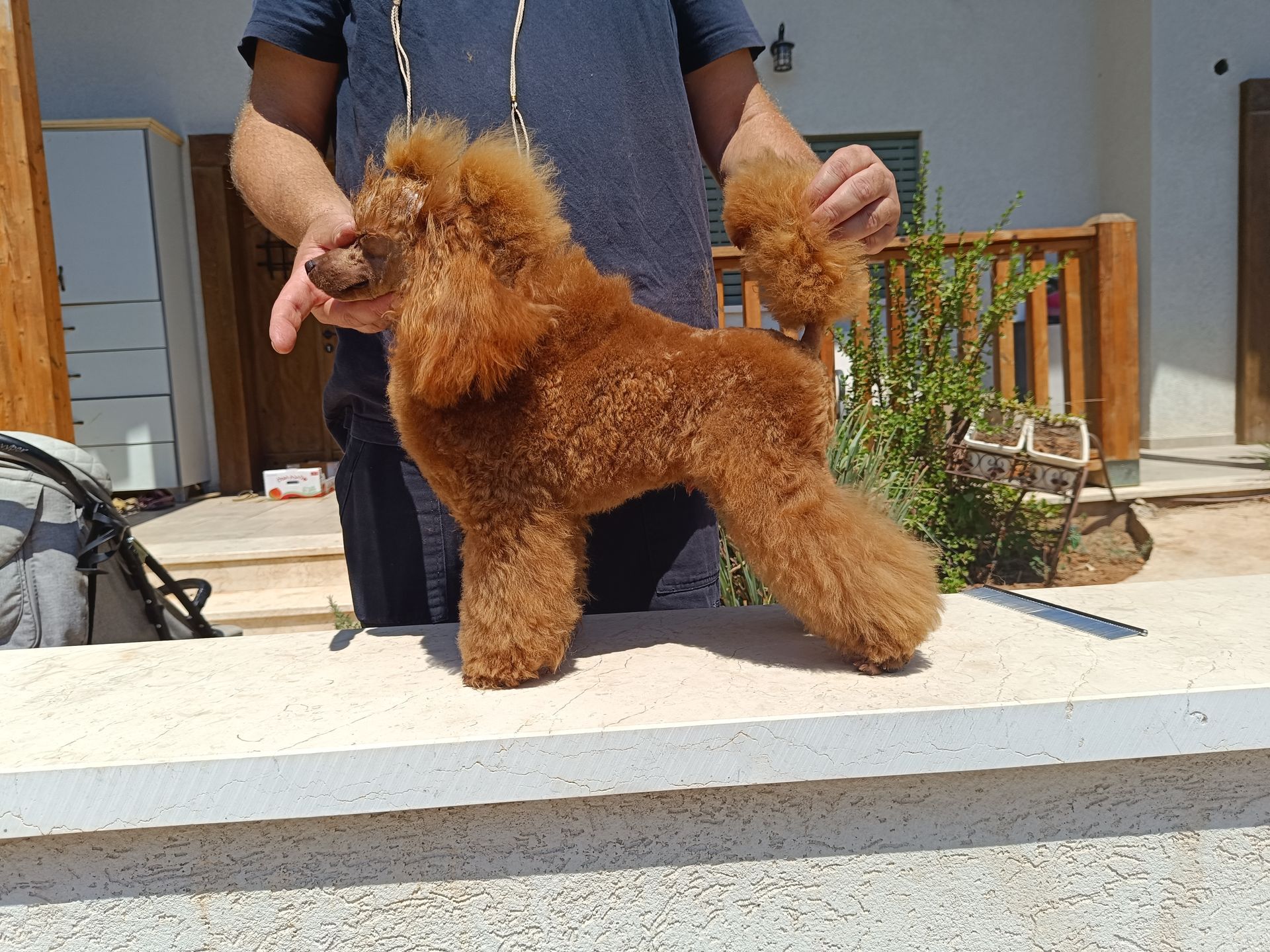 פודל טוי גזעי מתועד בן של אלוף איטליה, מבית גידול UZAN FARMS