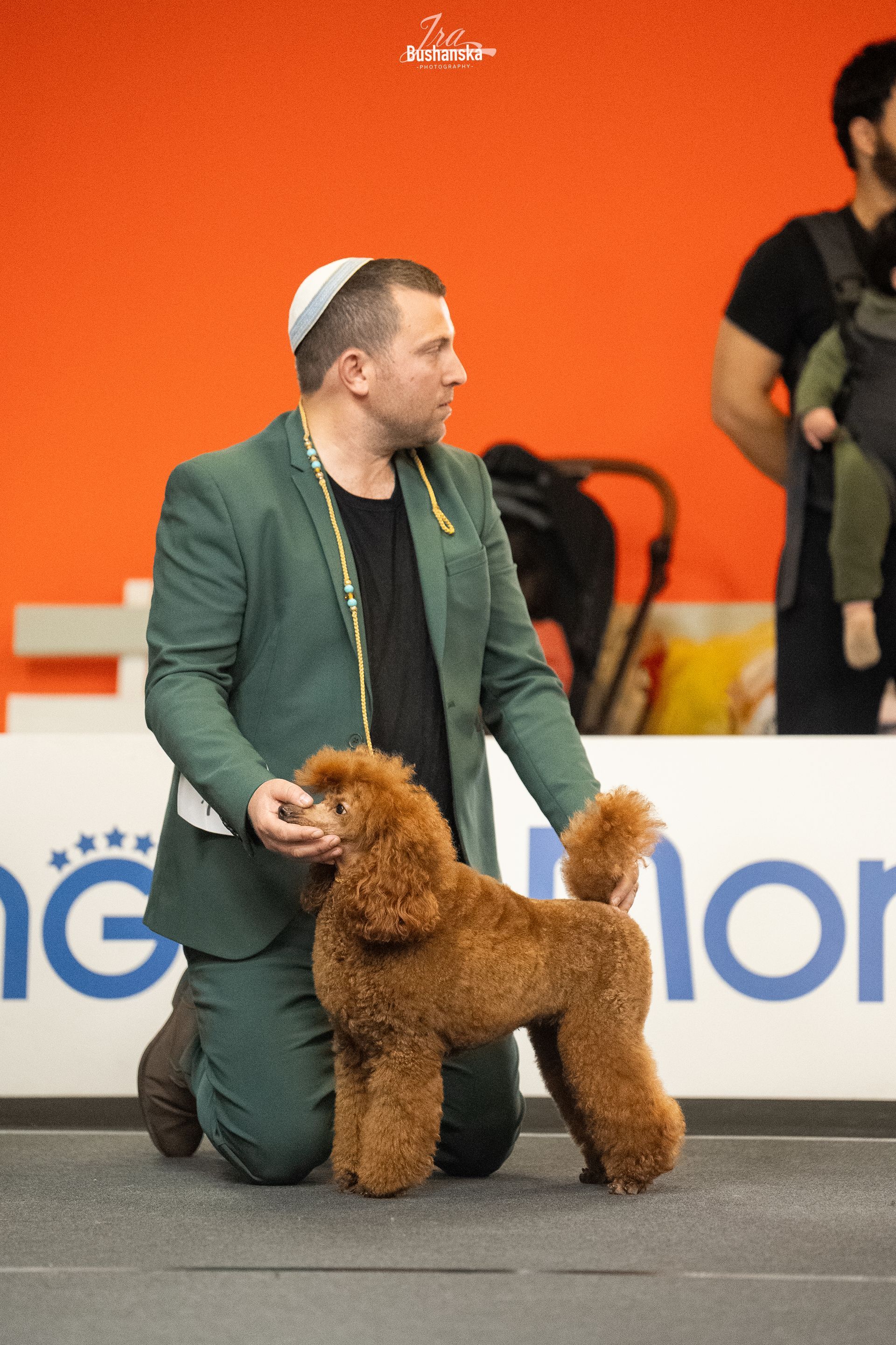 כלבה פודלית בינונית גזעית מתועדת יבוא מהונגריה בבית גידול UZAN FARMS