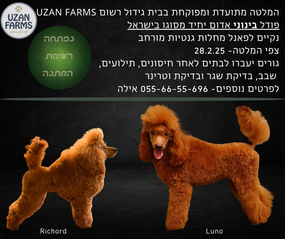 המלטה מתועדת בבית גידול מפוקח ואמין UZAN FARMS של פודל בינוני אדום המלטה מתועדת בבית גידול מפוקח ואמין UZAN FARMS של פודל בינוני אדום