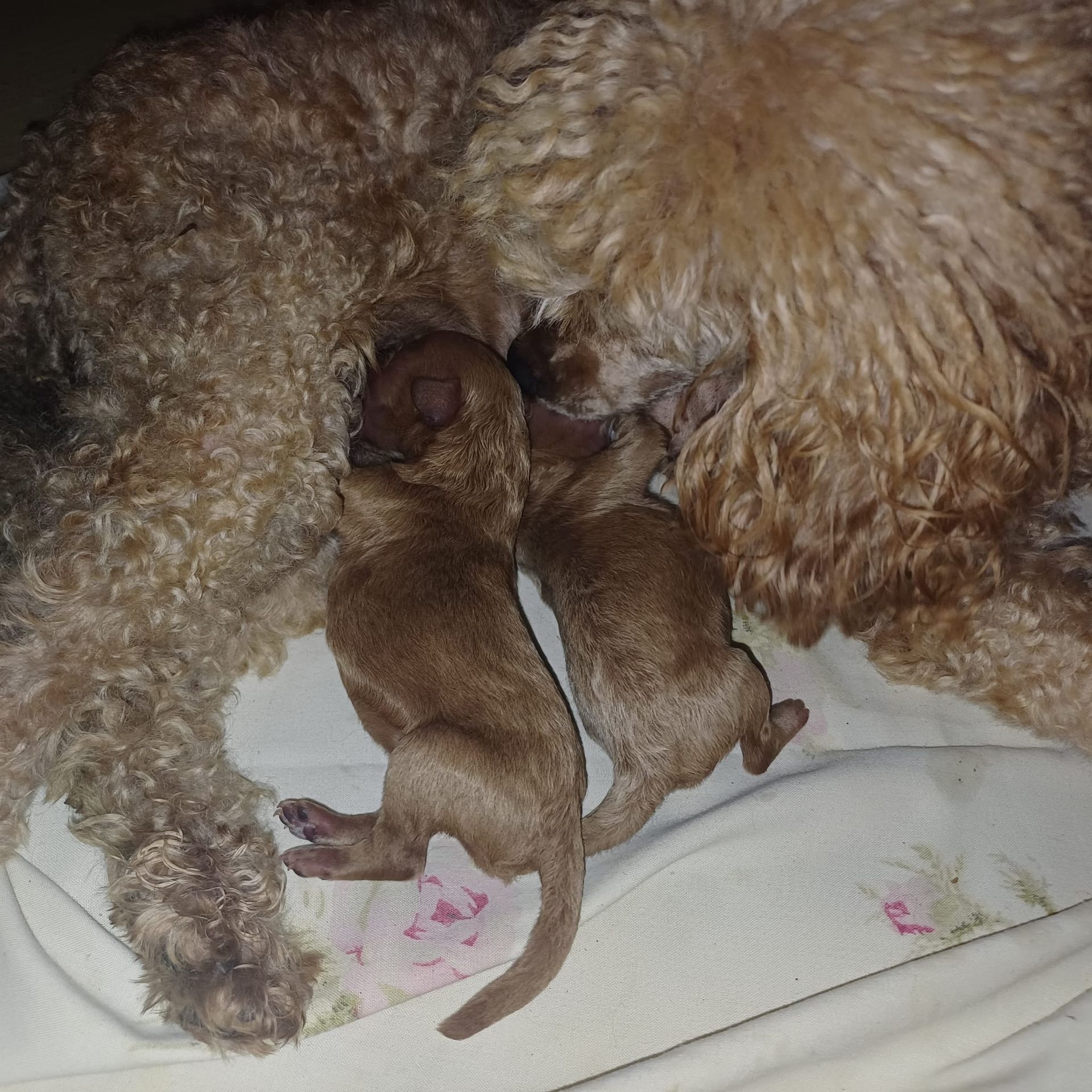 המלטה מתועדת בבית גידול מפוקח ואמין UZAN FARMS של פודל בינוני אדום המלטה מתועדת בבית גידול מפוקח ואמין UZAN FARMS של פודל בינוני אדום