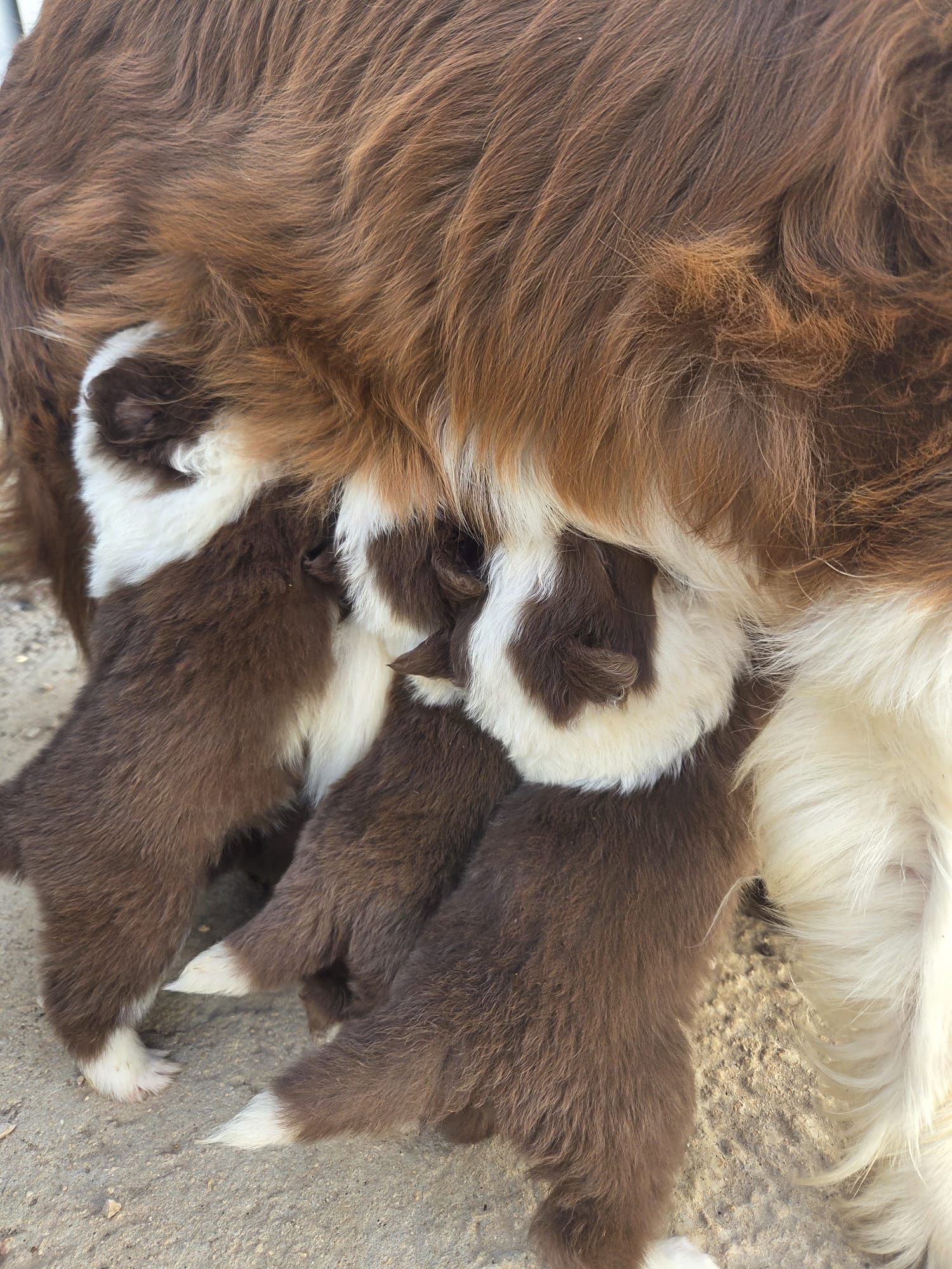 פודל טוי גזעי מתועד למכירה בבית גידול UZAN FARMS
