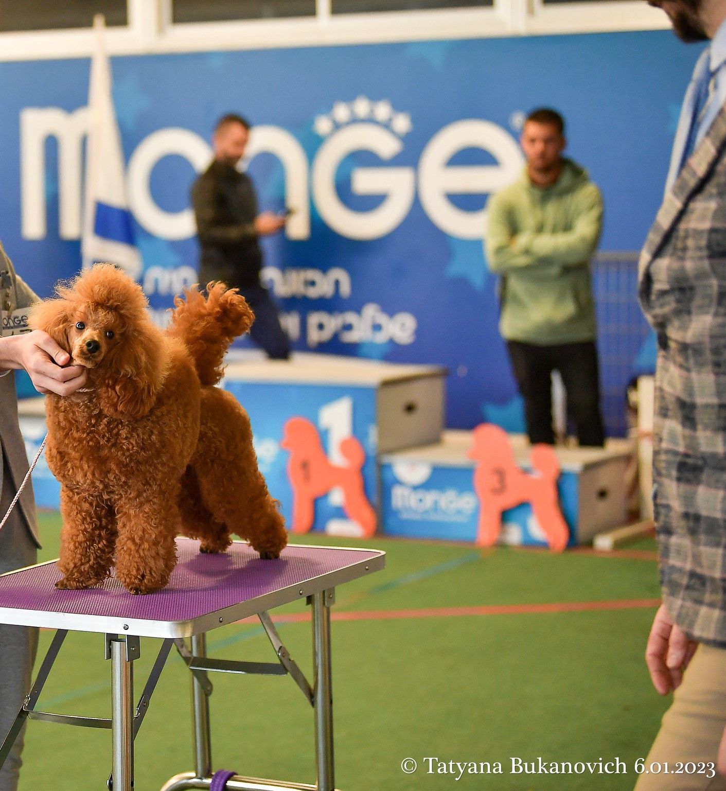 פודל טוי גזעי מתועד למכירה בבית גידול UZAN FARMS