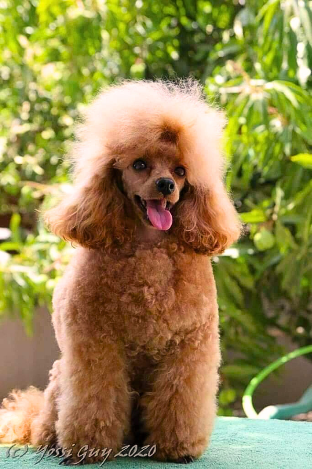 פודל טוי גזעי מתועד בן של אלוף איטליה, מבית גידול UZAN FARMS