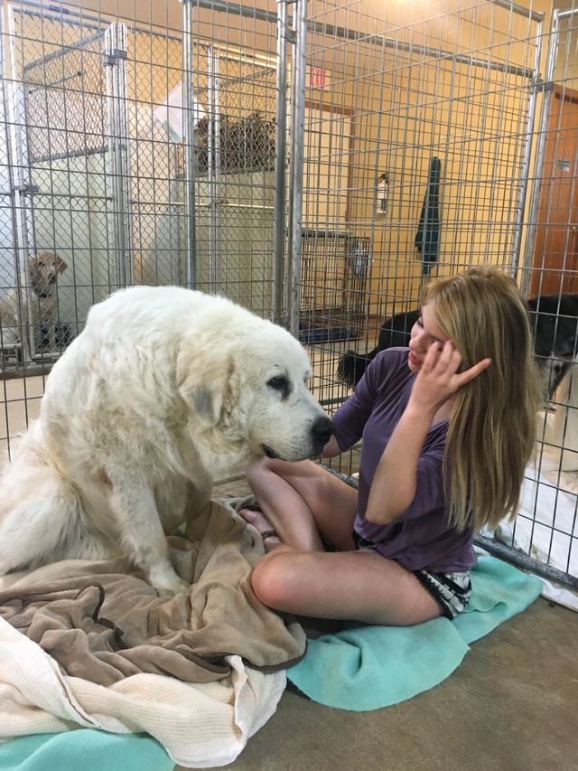 DogFriendly and Clean Environment Oshkosh, WI