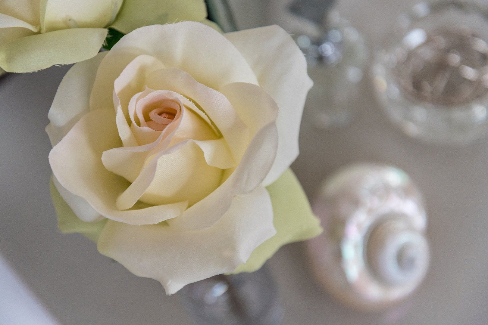 White rose closeup interior design