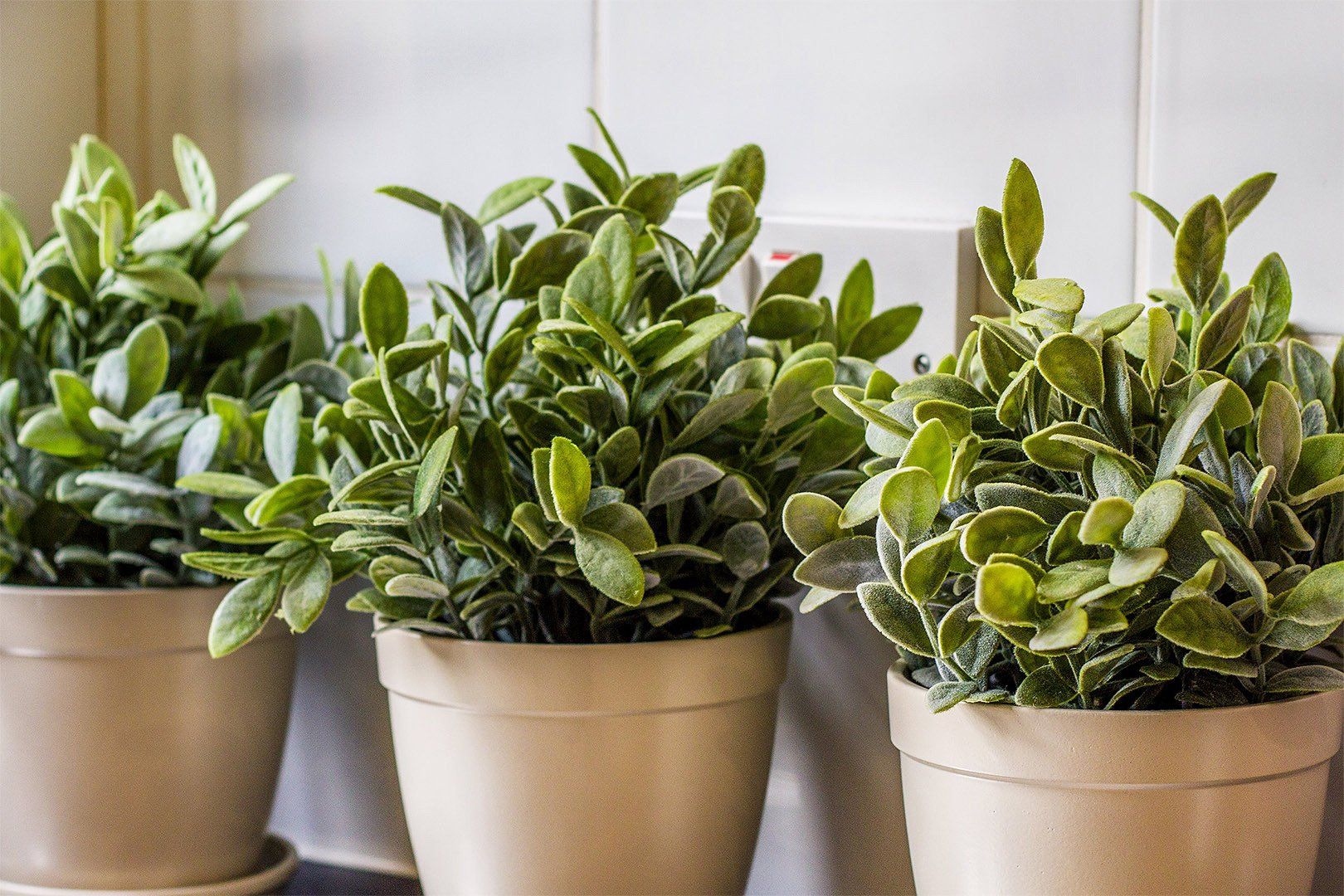 Plants closeup interior design