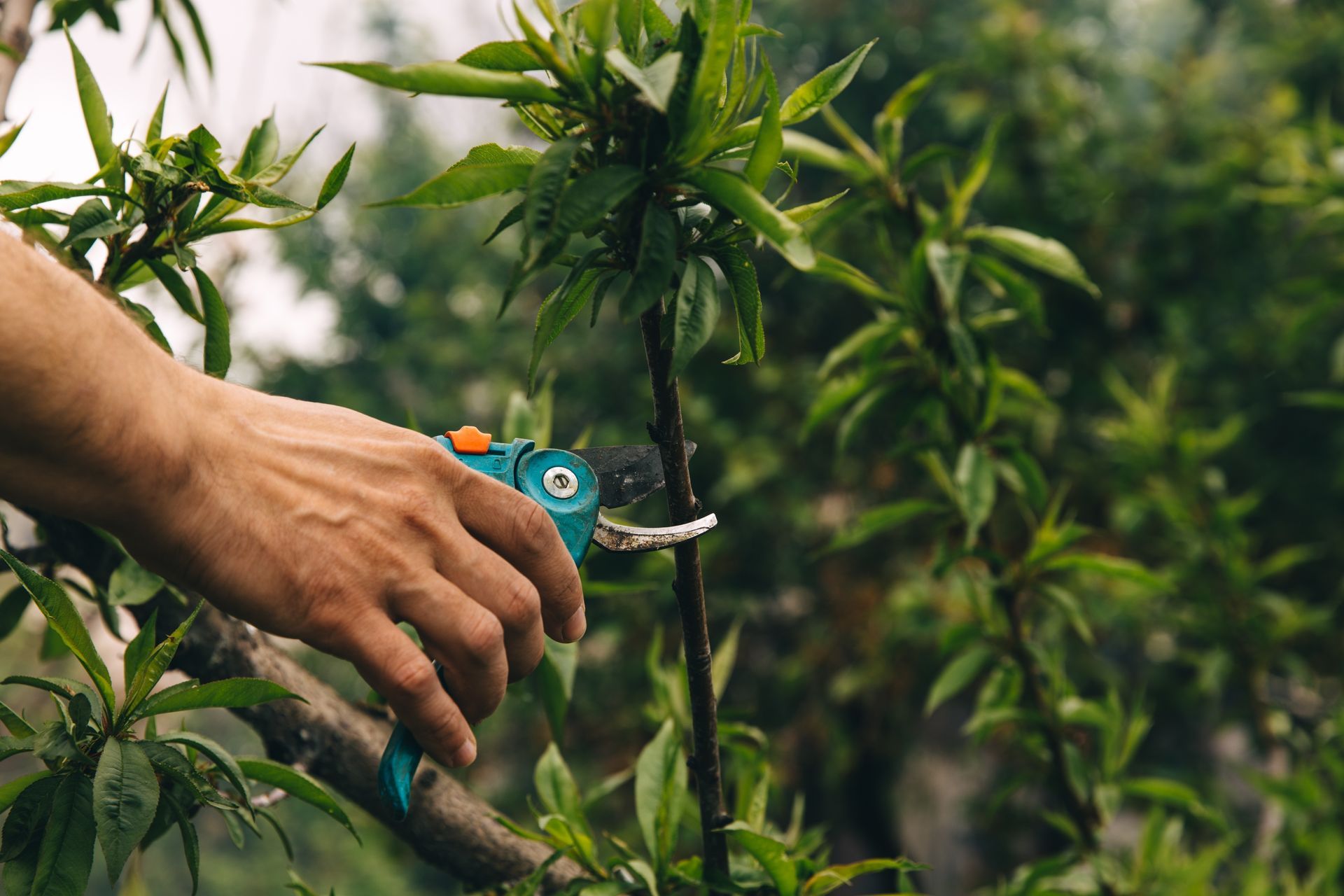 A hand uses turquoise pruning shears to trim a small green branch on a leafy plant.