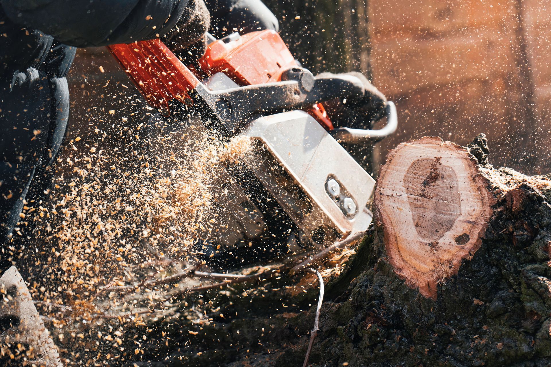 A close-up of a chainsaw cutting through a tree trunk, with wood shavings spraying into the air.