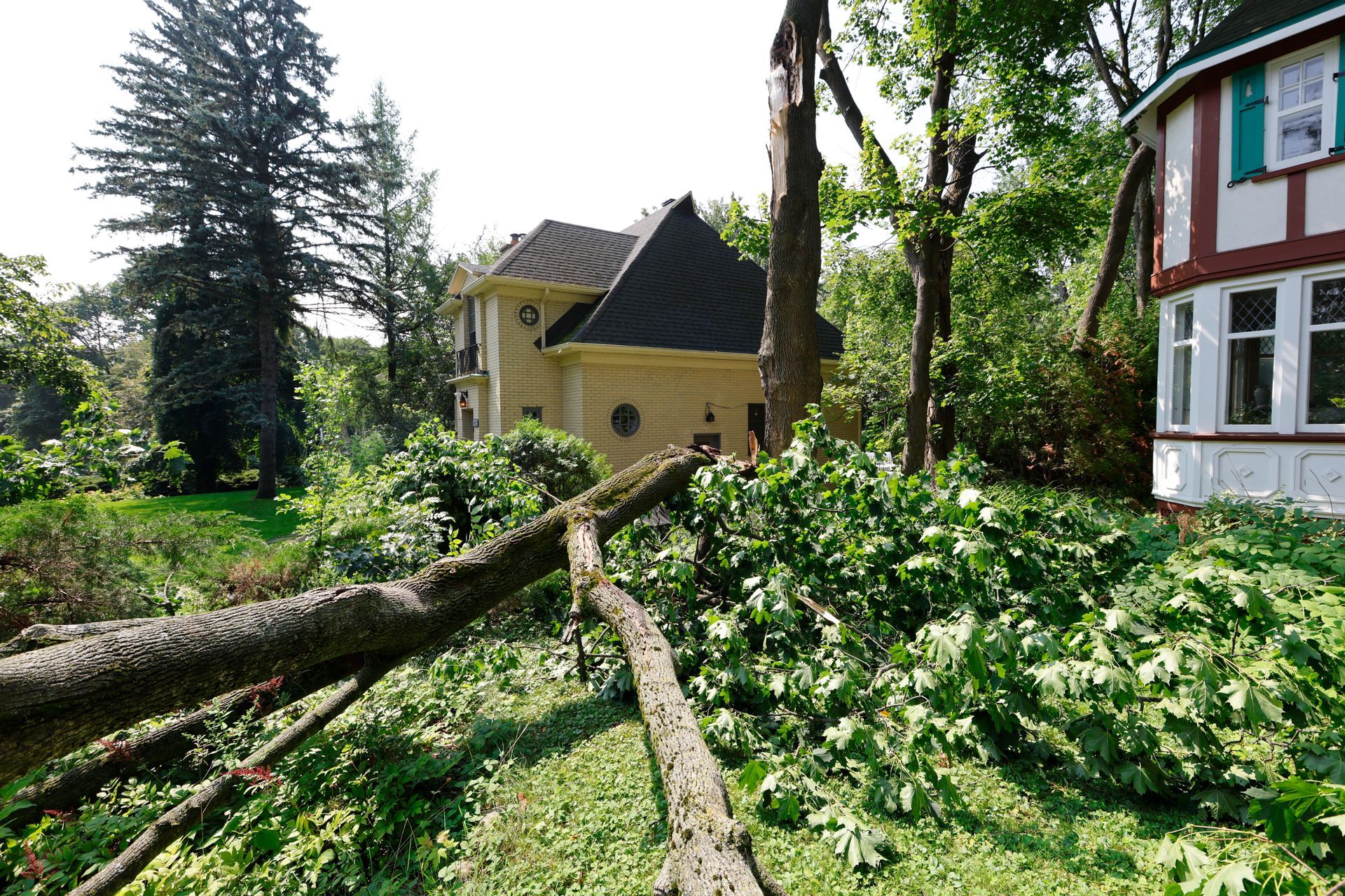 A fallen tree lies on a grassy lawn in front of two houses after a storm.