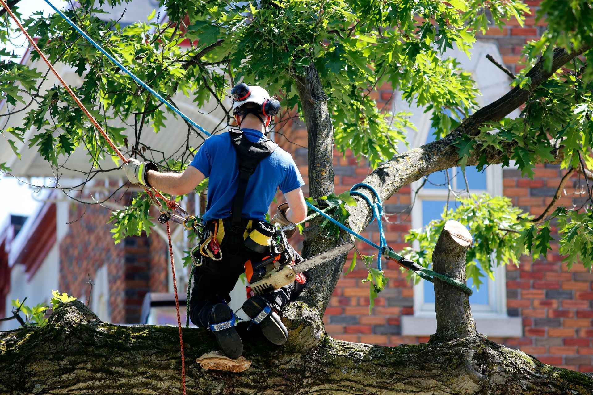 A professional tree trimmer in a blue shirt and safety gear works in a tree with ropes, a harness, and a chainsaw.