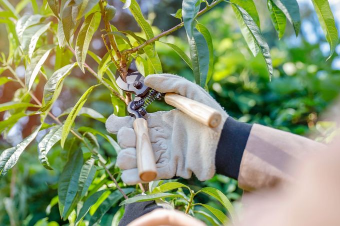 A gloved hand uses pruning shears to trim green leaves from a tree branch.