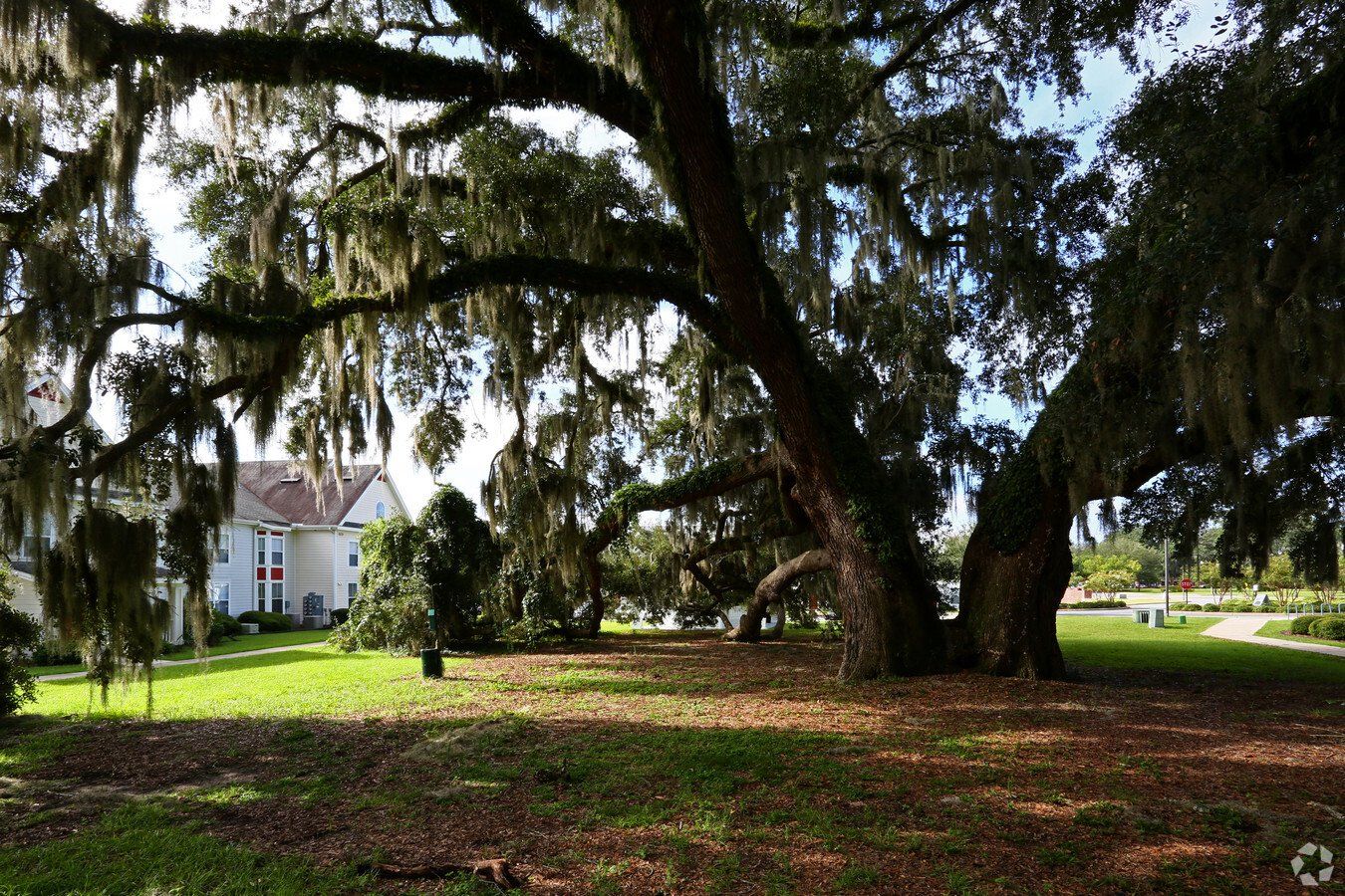 Twin oaks outside area