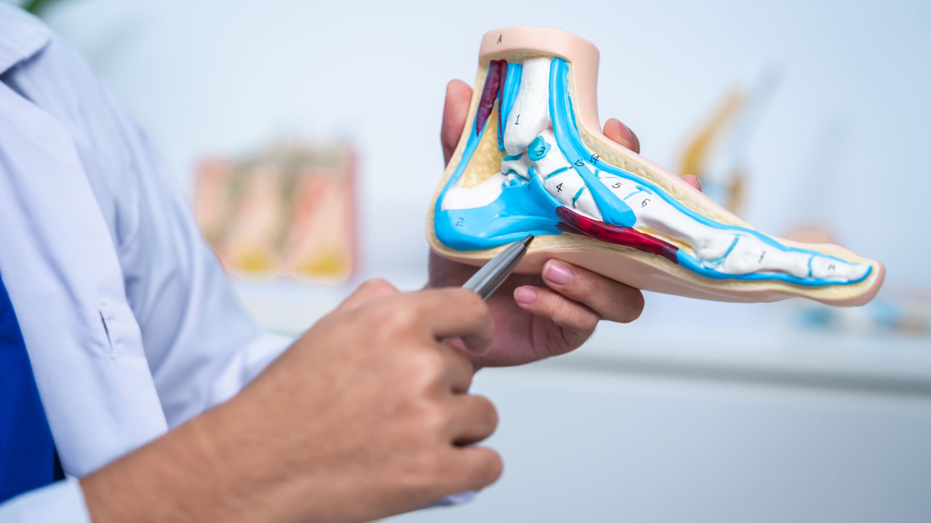 Doctor holding a model of a foot, pointing with a pen to the inner arch, in a clinic.