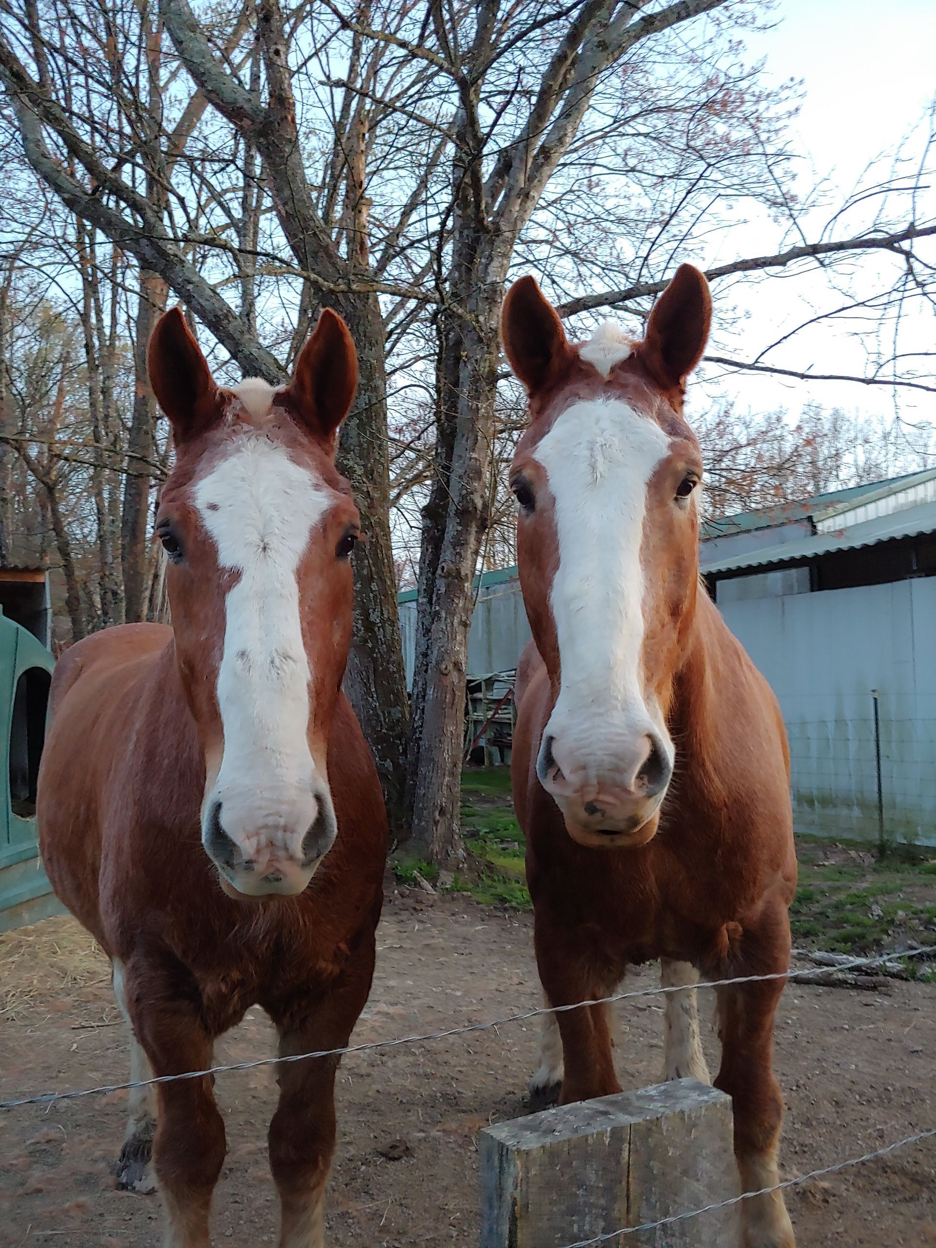 Two brown horses are standing next to each other