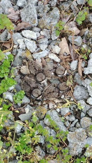 A close up of a pile of rocks and plants.