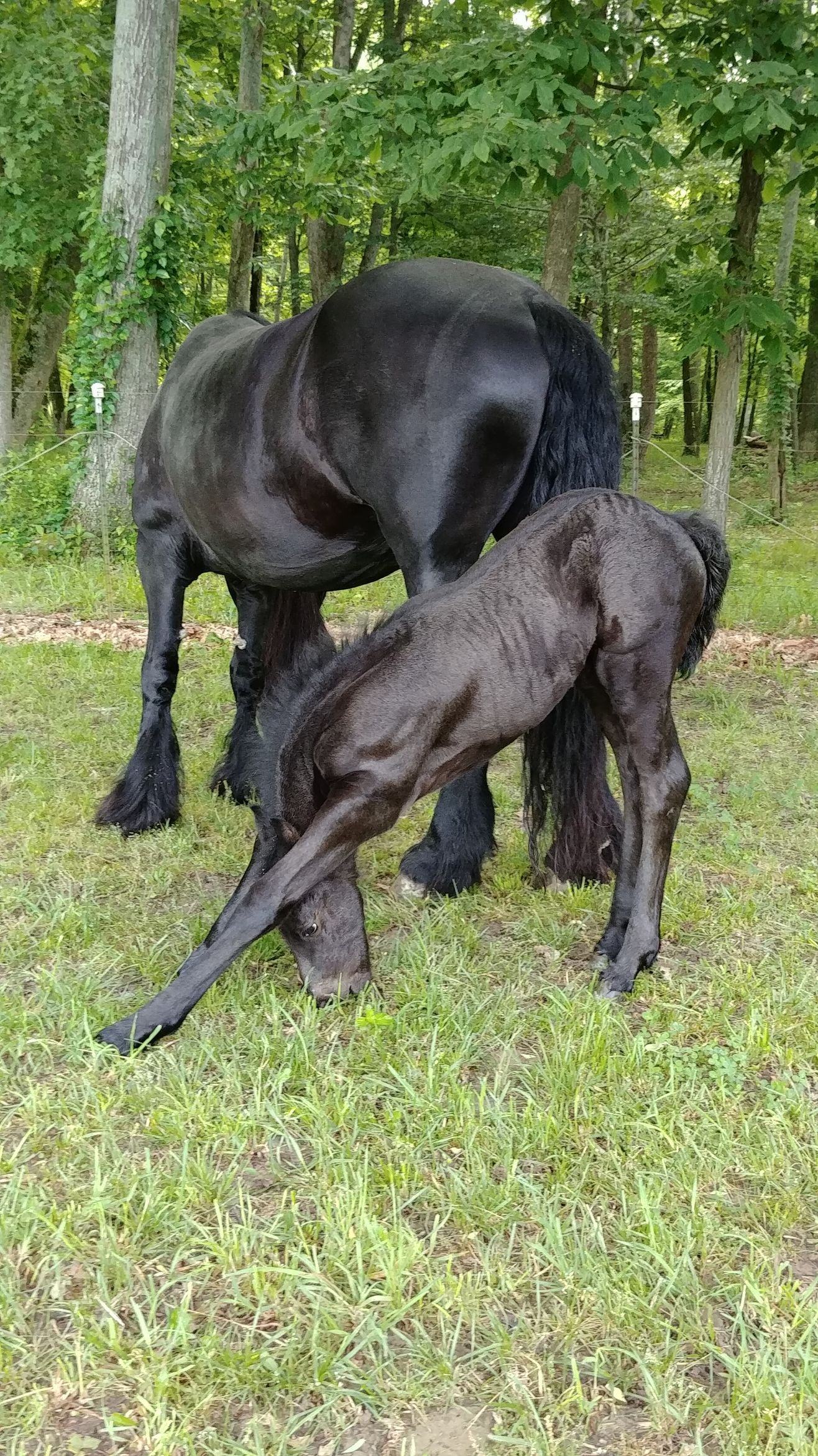 A black horse and a black dog are playing in the grass.