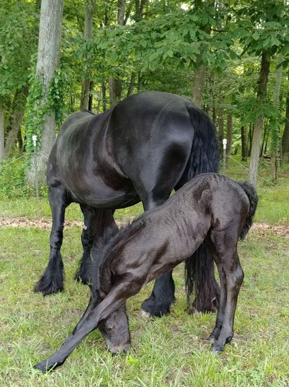 A black horse is standing next to a black foal in the grass.
