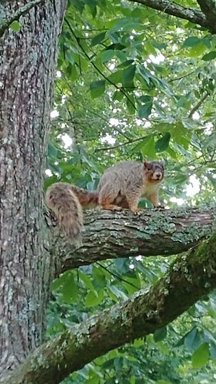 A squirrel is sitting on a tree branch.