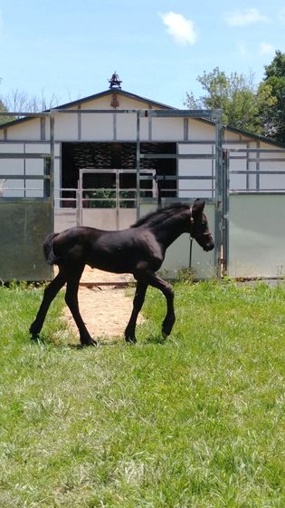 A black horse is walking in a grassy field in front of a barn.