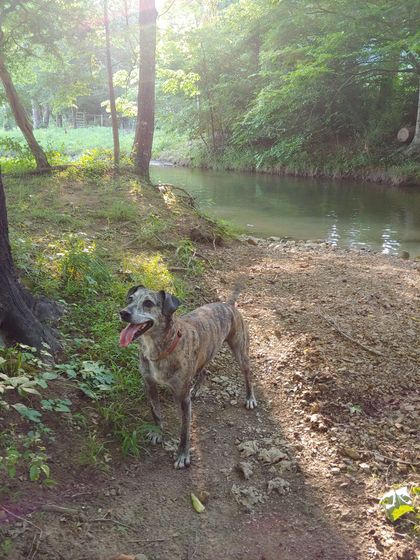 A dog is standing next to a river in the woods.