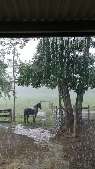 A horse is standing in a field in the rain.