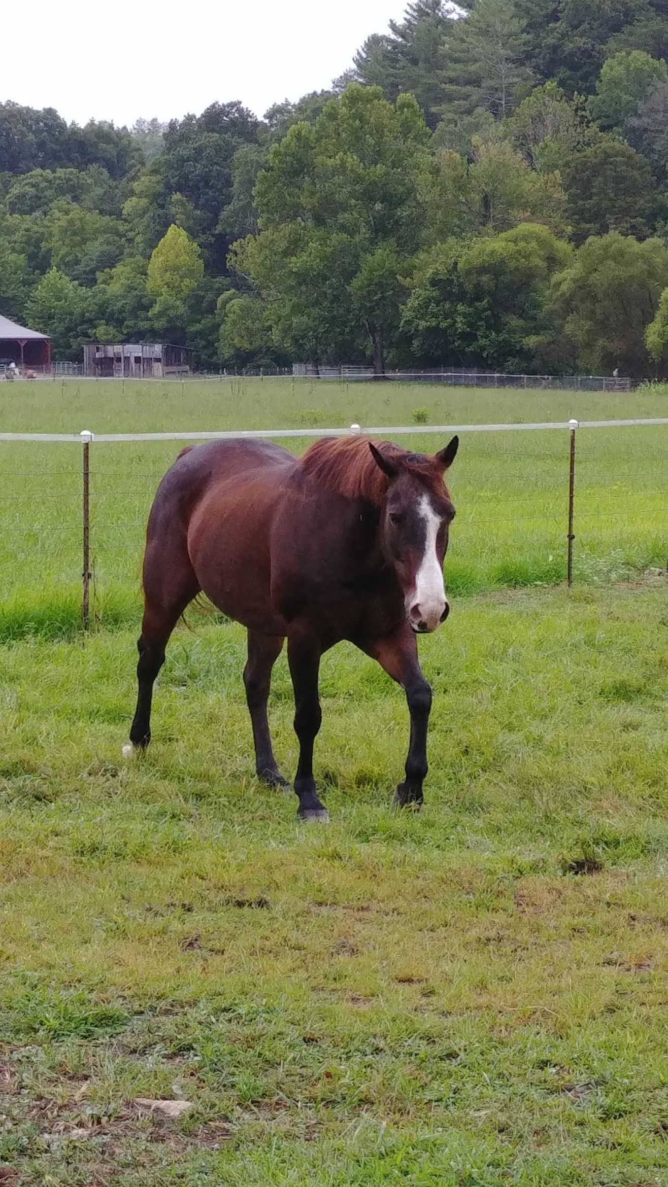 A brown horse is standing in a grassy field.