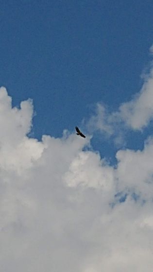 A bird is flying through a cloudy blue sky.
