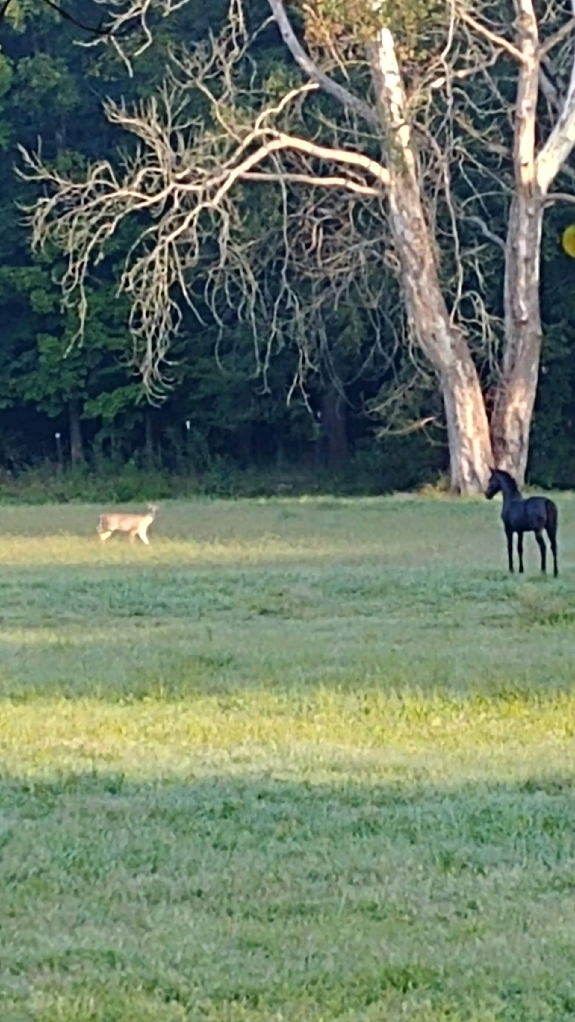 A horse is standing in a grassy field next to a tree.