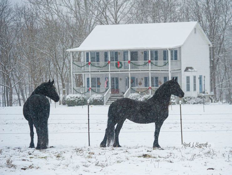 Two horses are standing in the snow in front of a house