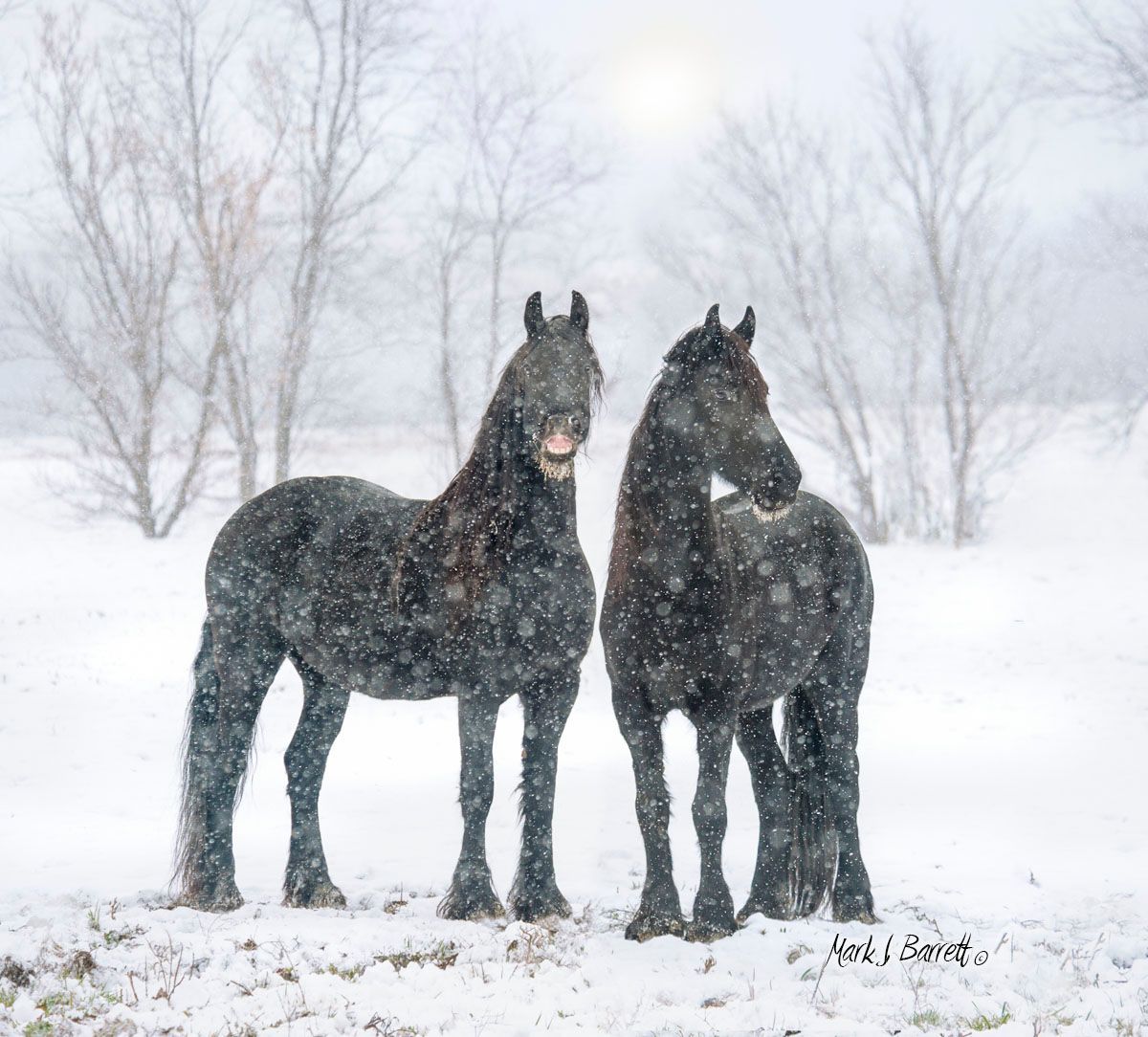 Two horses are standing next to each other in the snow.