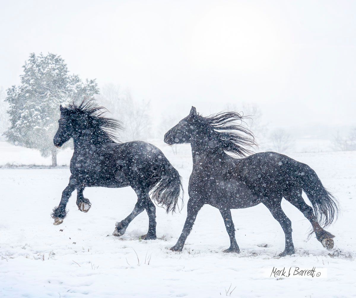 Two black horses are running in the snow.
