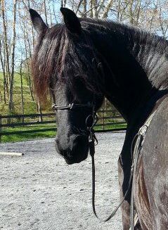A black horse wearing a bridle is standing in a dirt field.