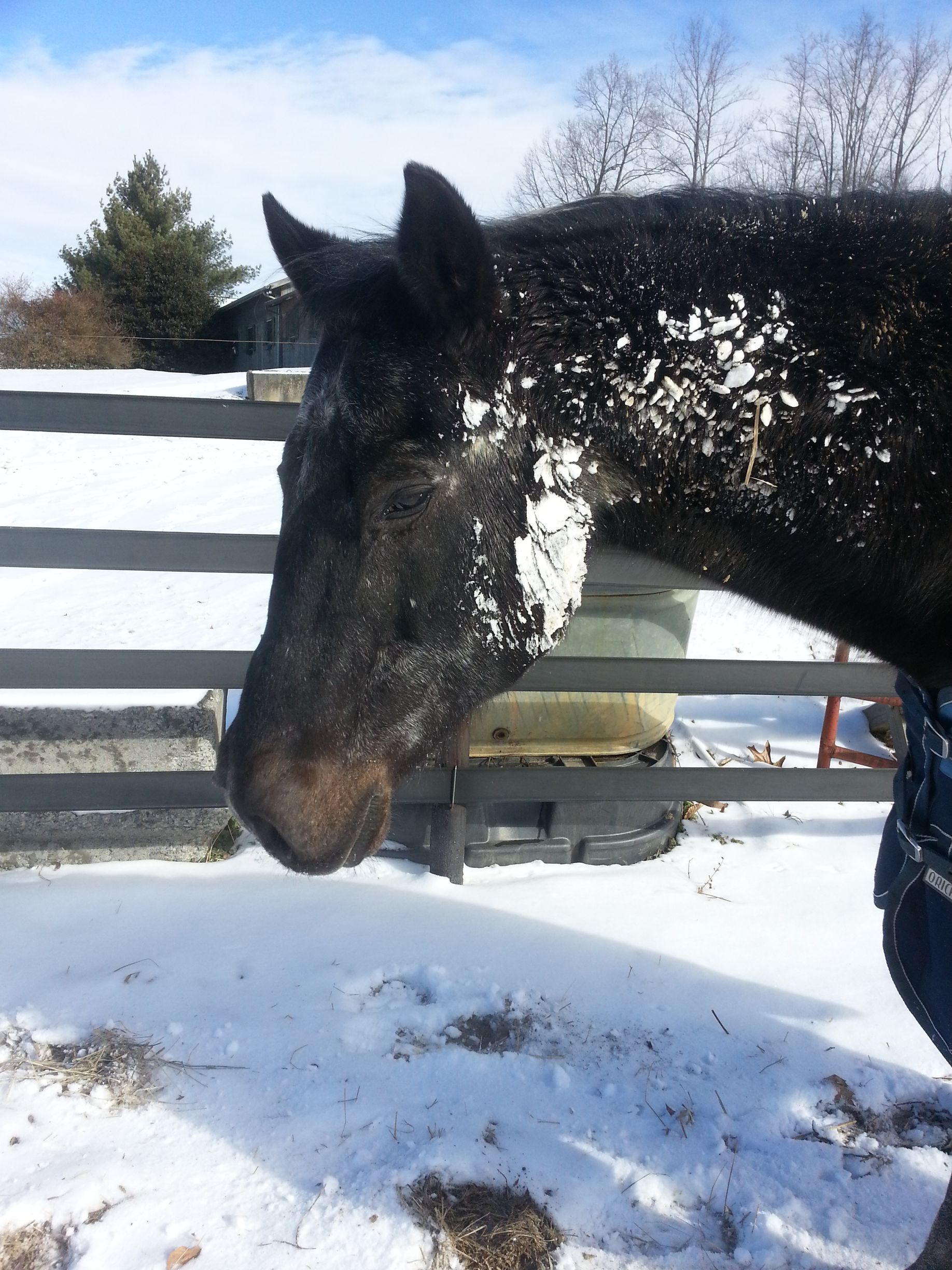 A close up of a horse covered in snow