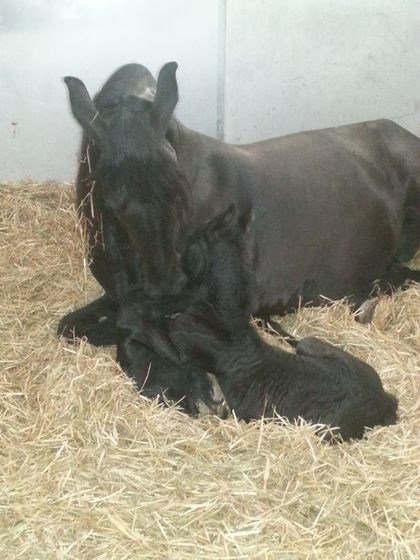 A black horse and a baby horse laying in hay