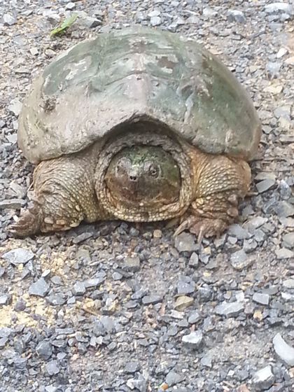 A turtle is laying on the ground looking at the camera