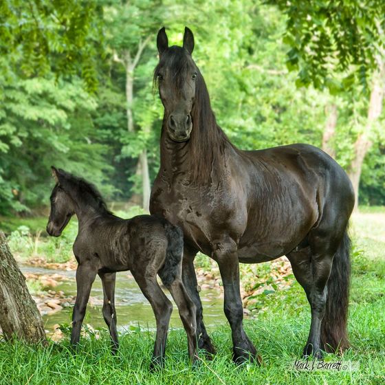 A horse and a foal are standing next to each other in the grass.