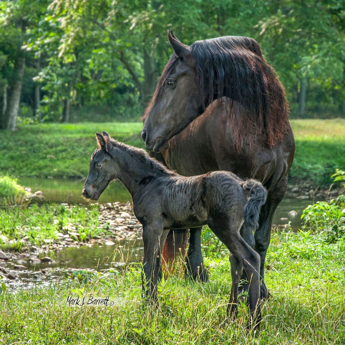 A horse and a foal are standing in the grass near a river.