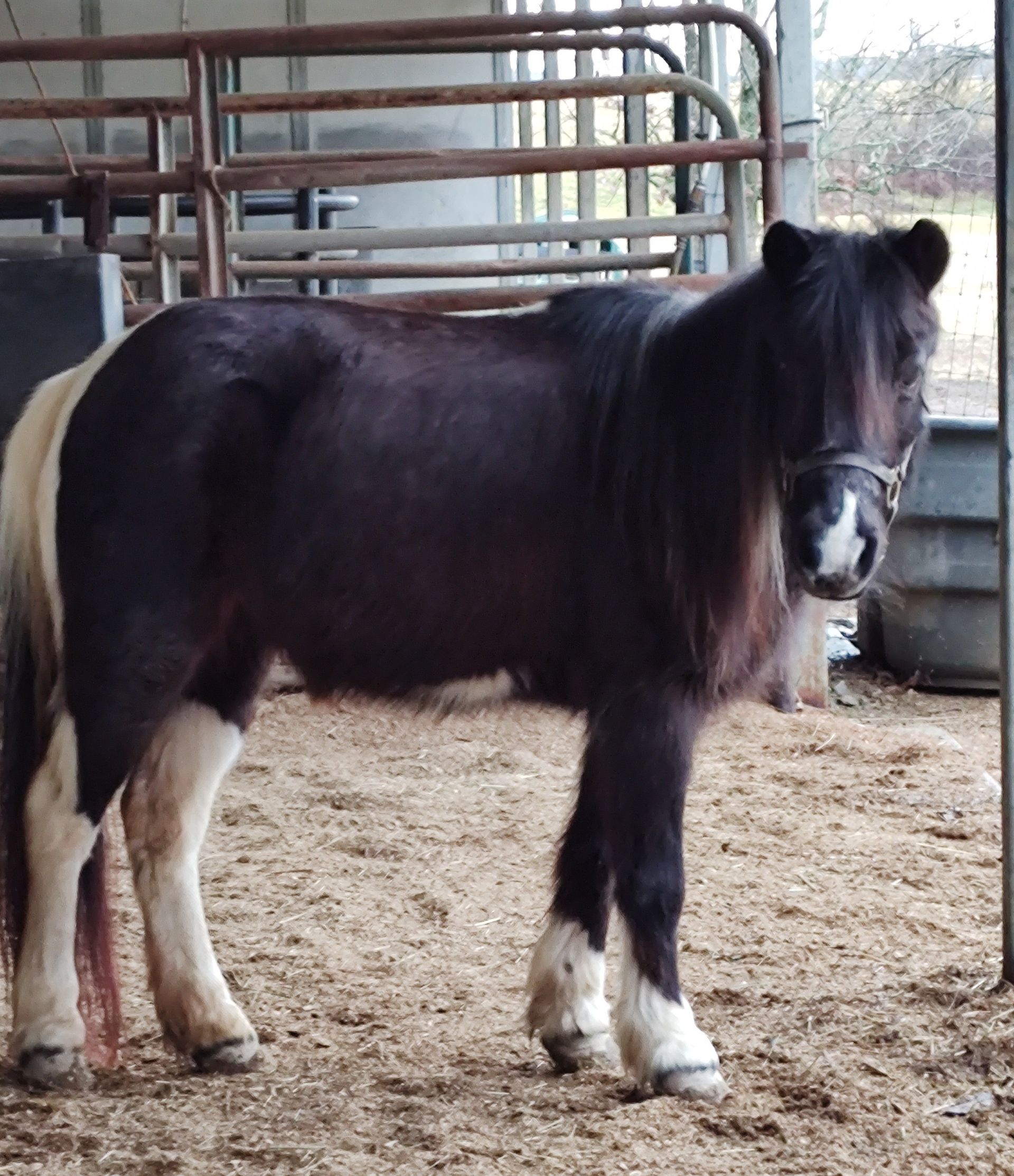A black and white horse standing in a fenced in area