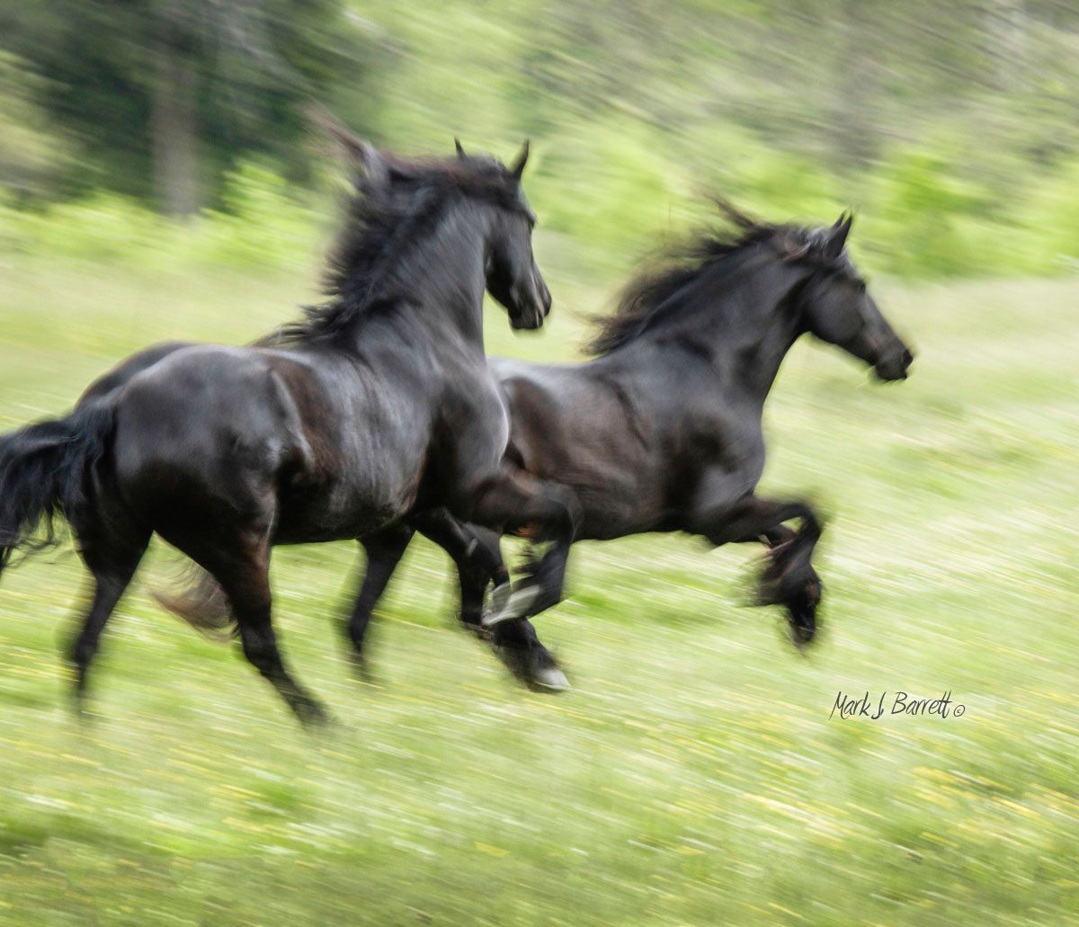 Two black horses are running through a grassy field.
