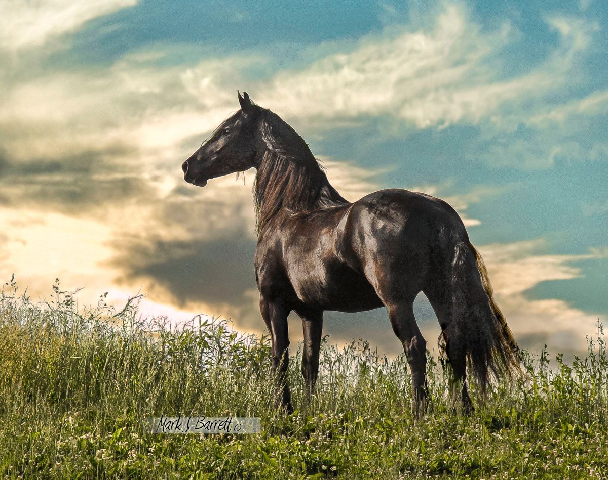 A black horse standing in a field with a cloudy sky in the background
