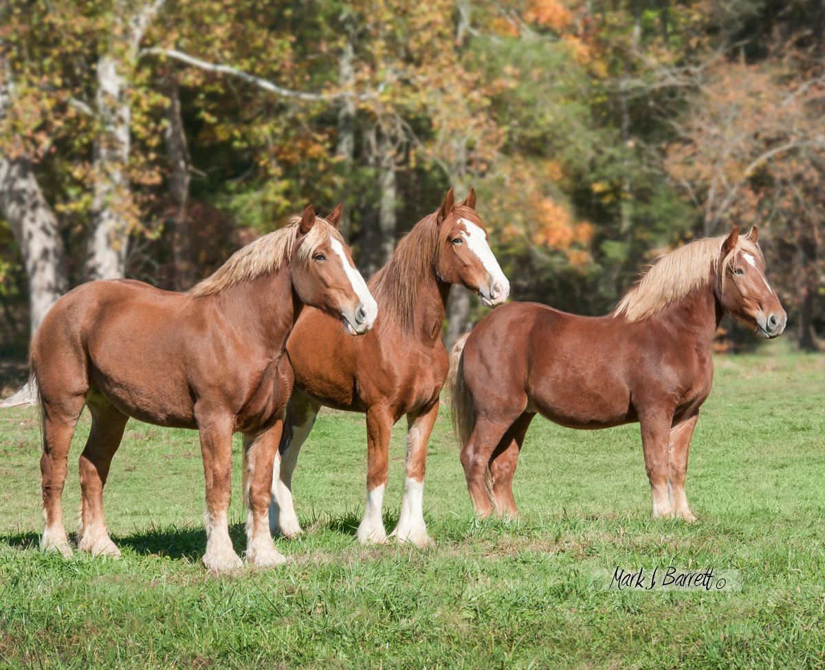 Three brown horses are standing in a grassy field.