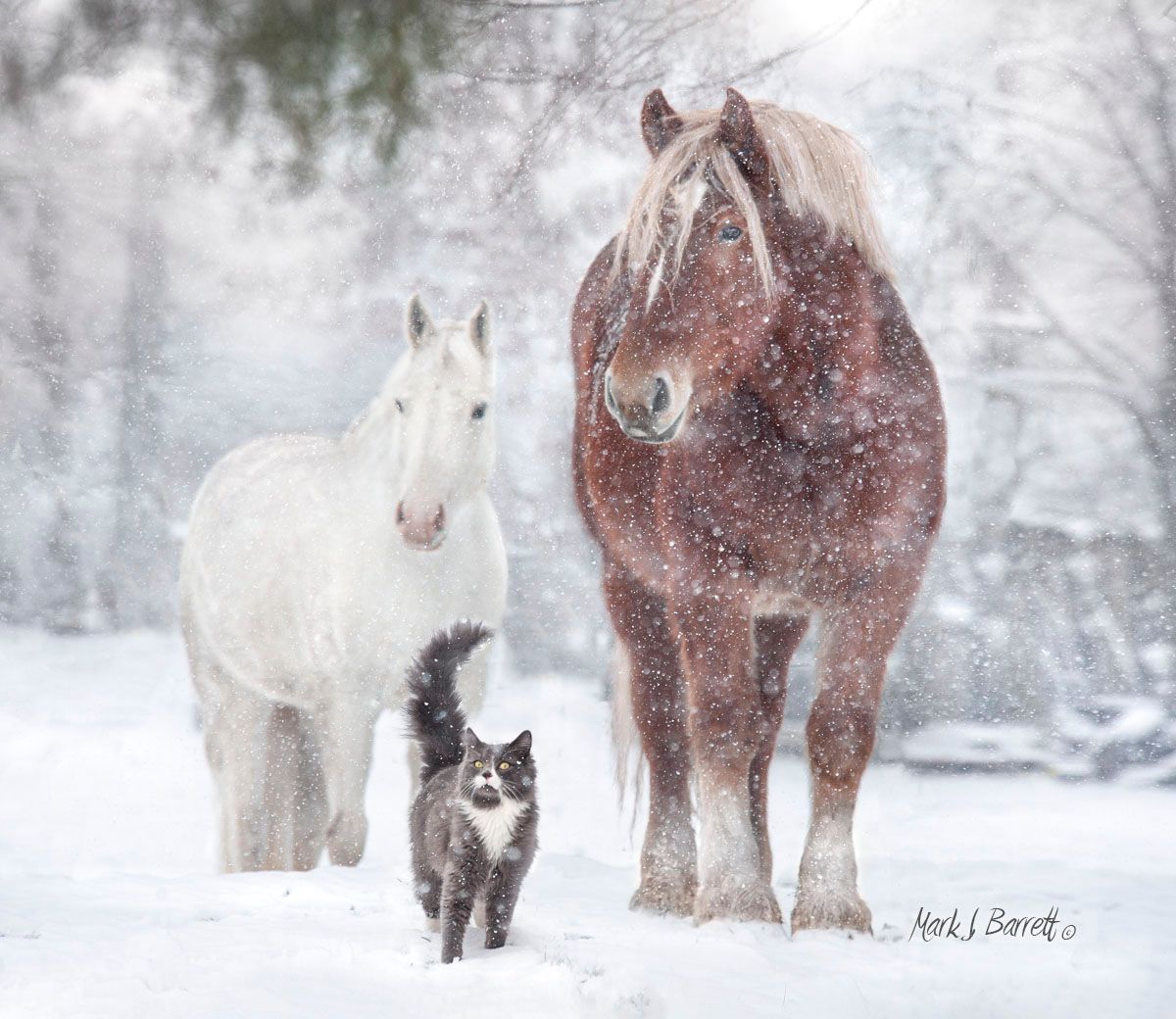 Two horses and a cat are standing in the snow.
