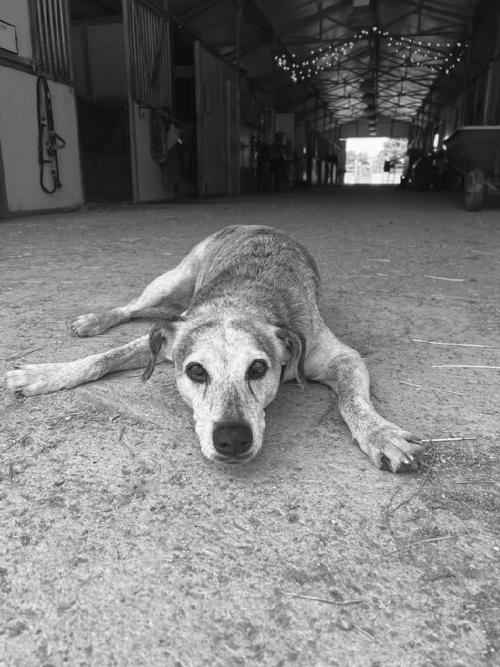 A black and white photo of a dog laying on the ground in a stable.