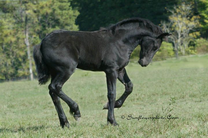 A black horse is standing in a grassy field.