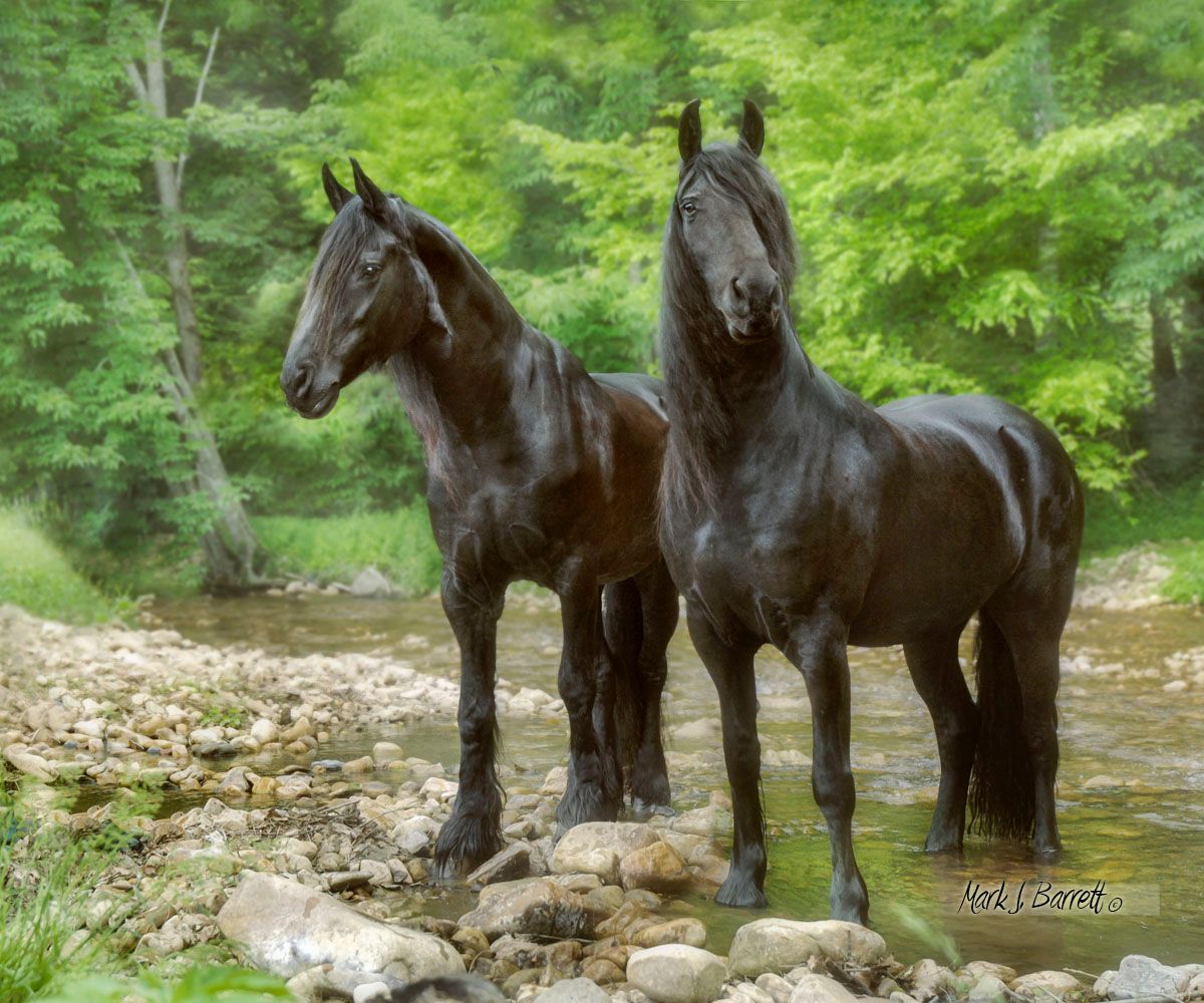 Two black horses are standing next to each other in a stream.