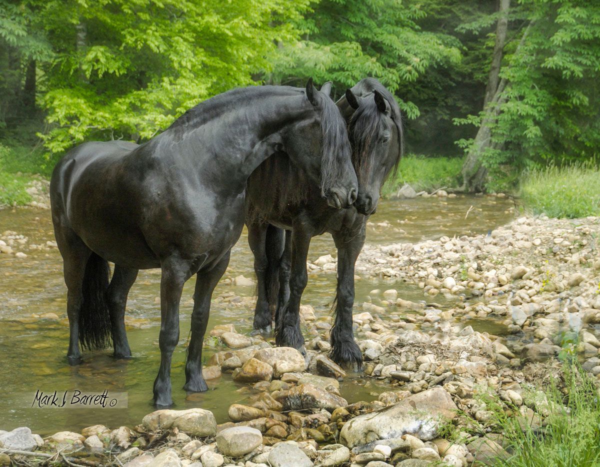 Two black horses are standing next to each other in a stream.