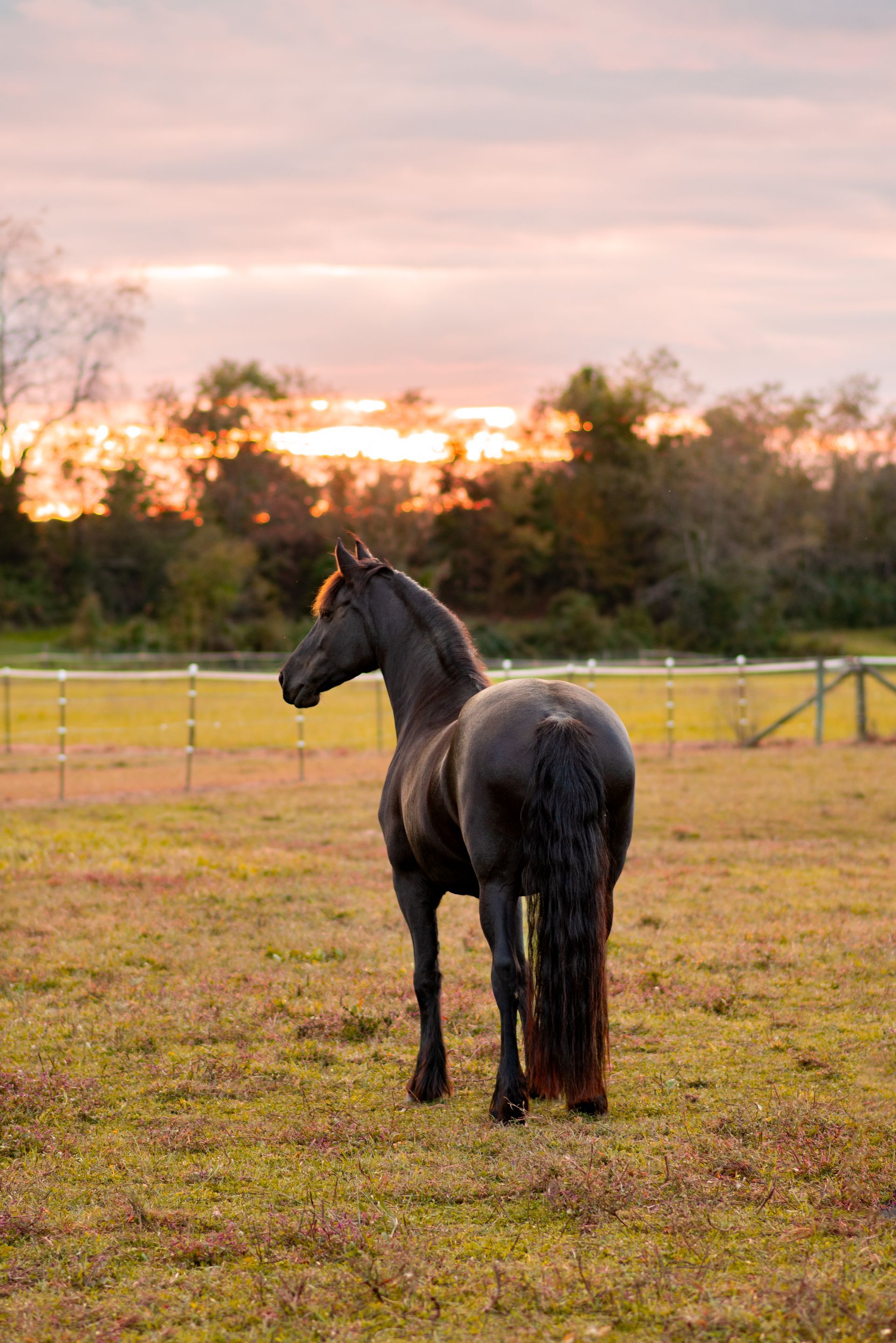 A black horse is standing in a field at sunset.