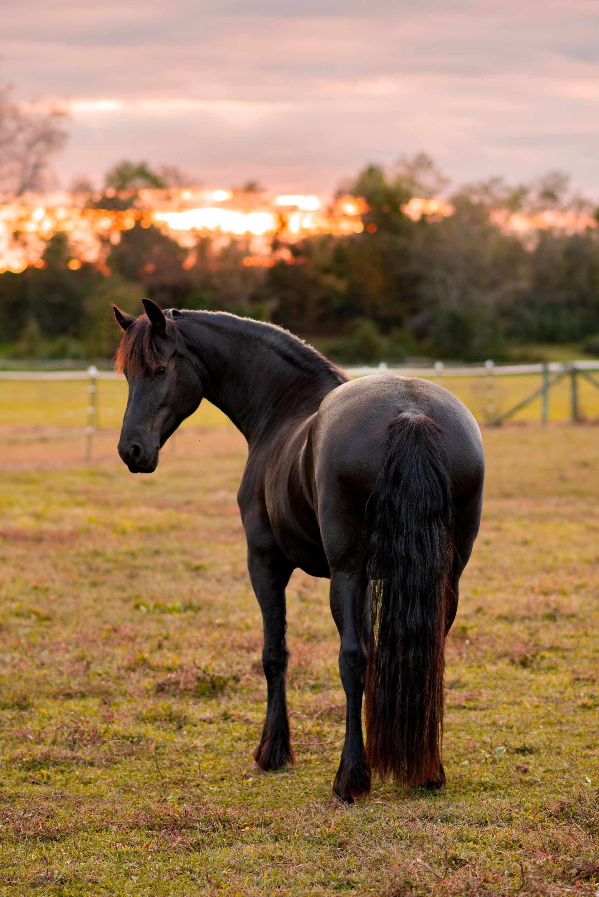 A black horse is standing in a field at sunset.