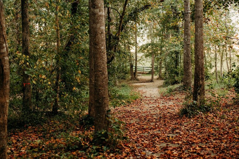 A path in the middle of a forest with leaves on the ground.