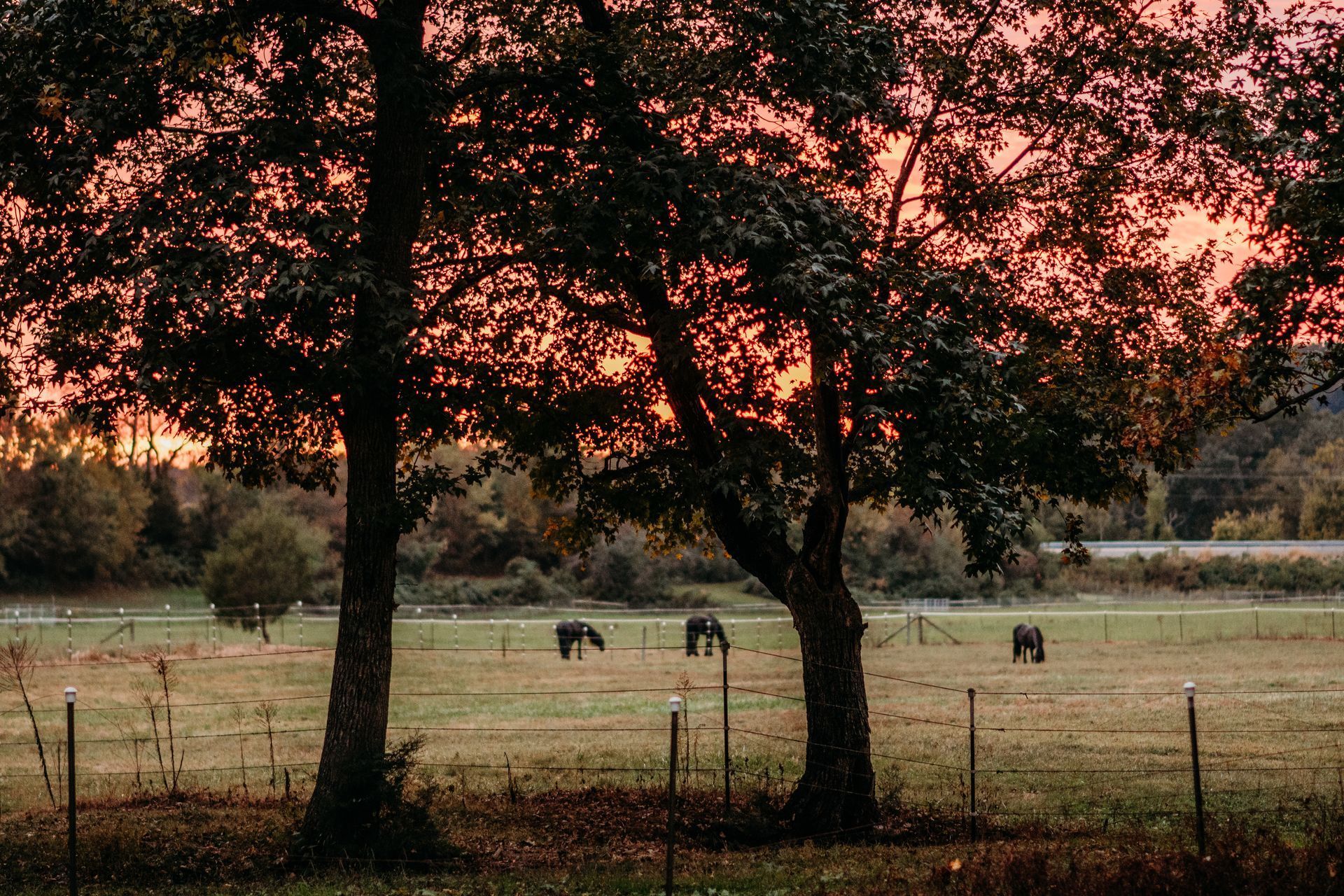 Two horses are grazing in a field with trees in the foreground and a sunset in the background.